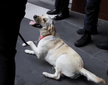 Police Dog Career Shift